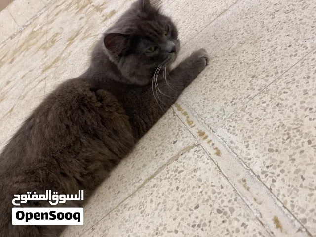 قطع للتبني انثى