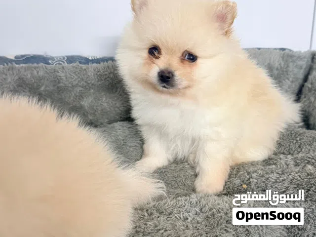 Pomeranian بومرينيان