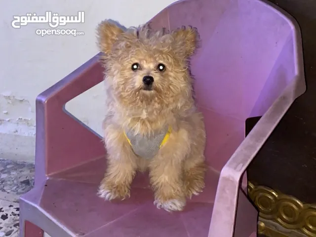 كلب زينه mix poodle للبيع العمر 4 شهور