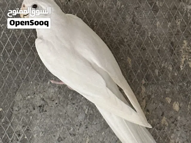 كوكتيل البيتو