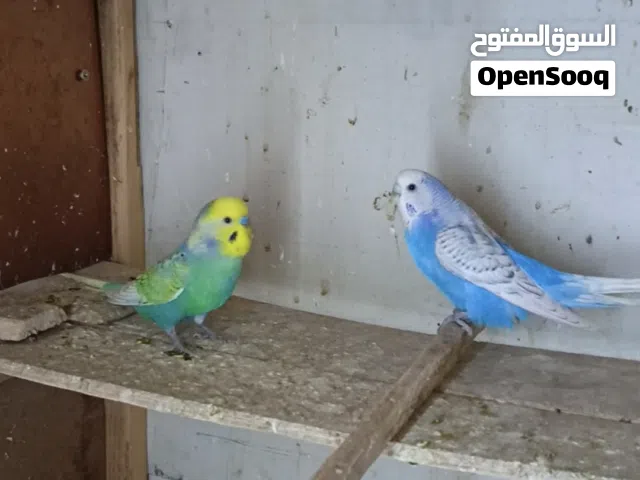 طيور الحب امايات الون حلوه