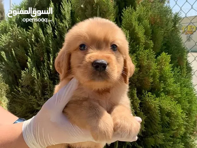 جولدن جراء ذكور واناث