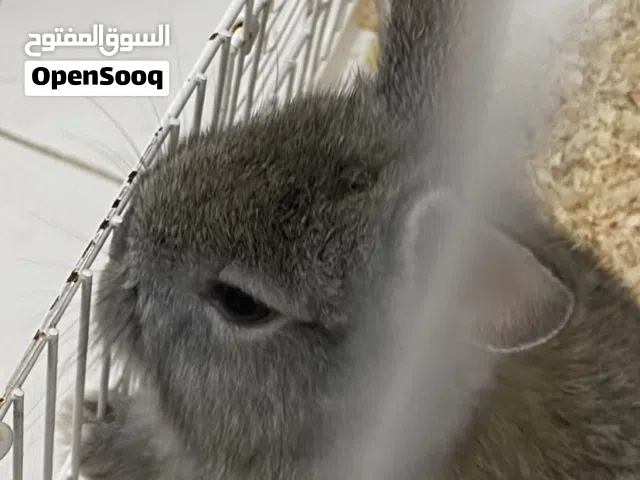 أرنب عمره سنه ويحب يلعب و يحب يلعب في حديقة و يأكل نبات