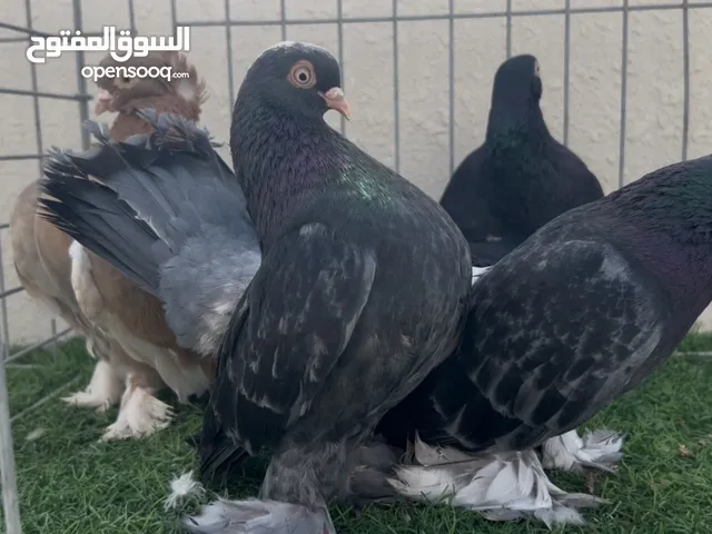 كرنجو 4 طيور للبيع جملة