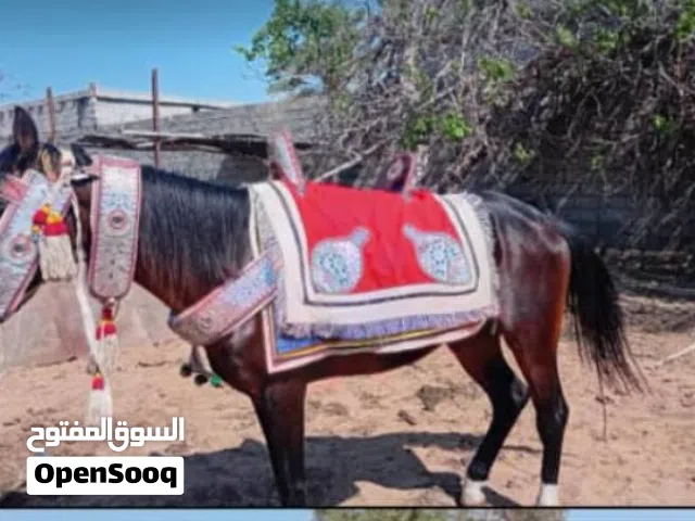 سلام عليكم عرض حصان خشين البيع انقليزي طايب سرز وسيله حصان يلعد دخلاني عمره 7سنوات