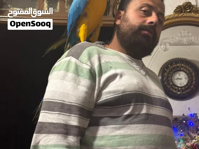 ببغاء مكاوي