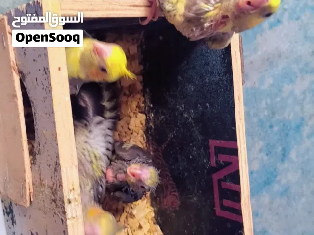 طيور كوكتيل للبيع..اليفات  وصحتهم كلش زينة ونظيفات والوانهم حلوة