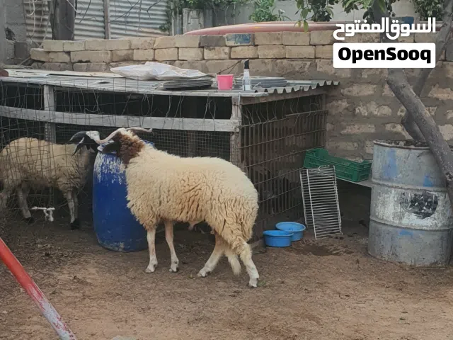 السلام عليكم  خروف ماشاء الله مشروع فحل عز ماتكسب  علو.  ومد. .وقرن.. مفتوح...وقفاء.. وصدر.