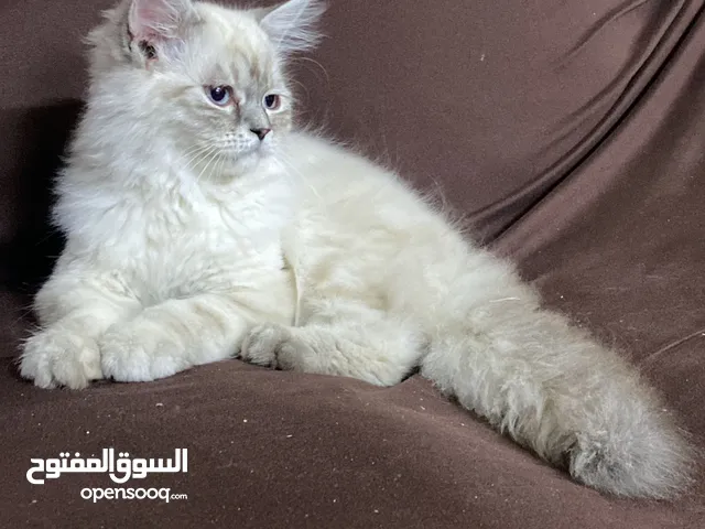 Persian cat
