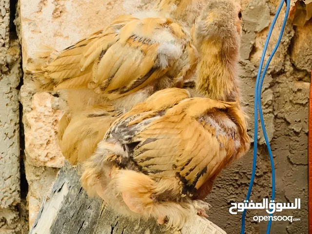 كوبيا براهما ليموني