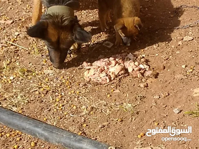 كلبة للبيع بسعر حرق عمرها صغير