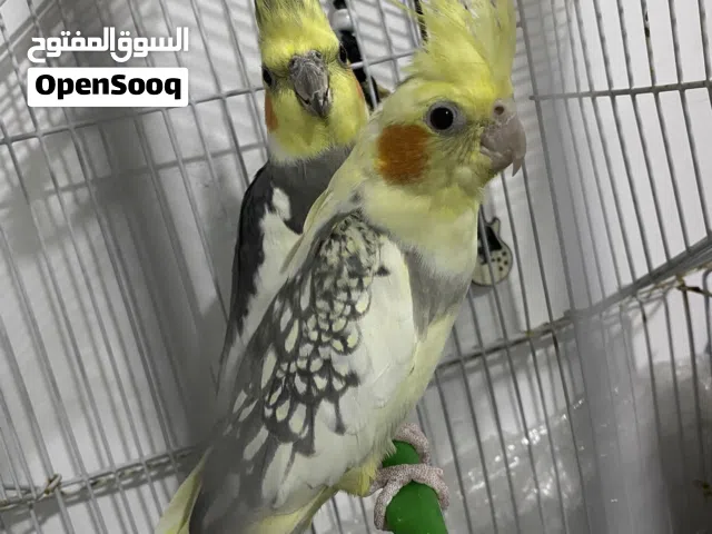 زوج كوكتيل