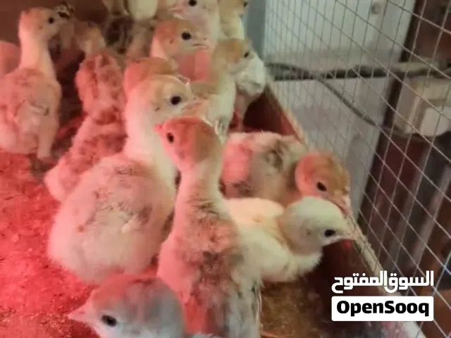 صيصان رومي عمر اسبوع ( مزارع العبدلي )