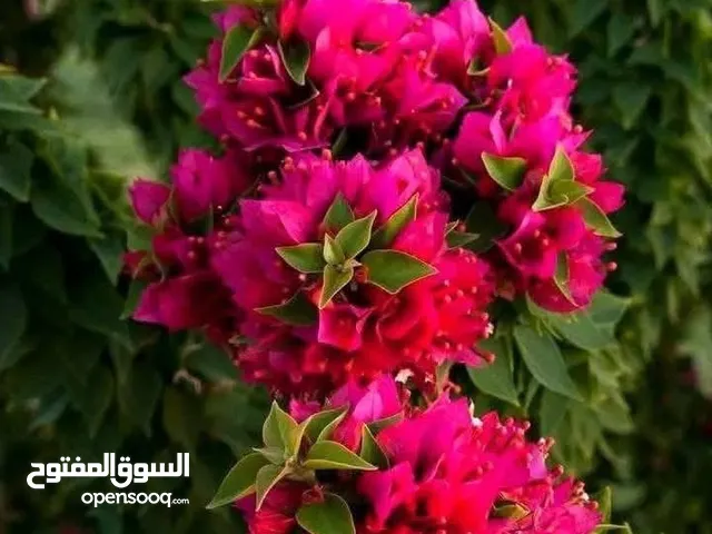 مشتل الحديقة