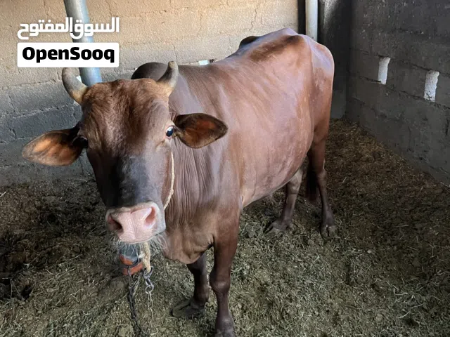 للبيع عجل عماني