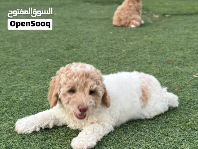 كلاب ميني بودل للبيع جميله جدا وودوه 500 riyals