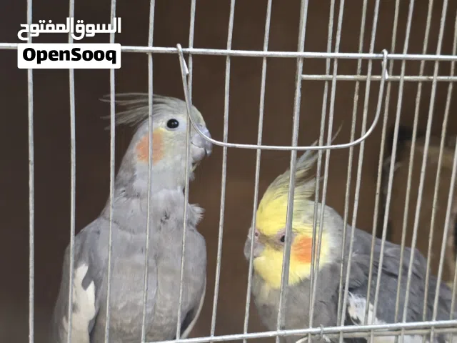 طيور كوكتيل اليف