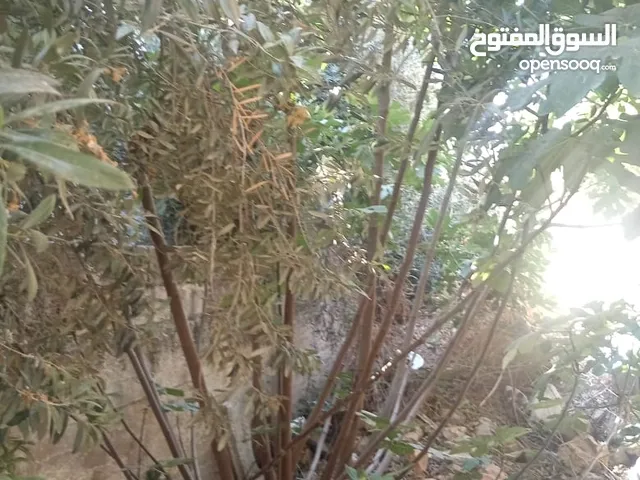 قص وتقليم جميع انواع الأشجار وتقطيع الاشجار الكبيره