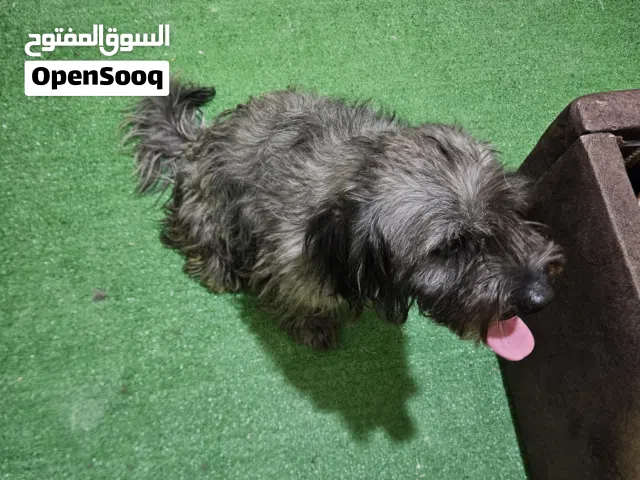 جراب لولو فوكس في صحه جيده جدا ويحبون اللعب ويحبون الاطفال