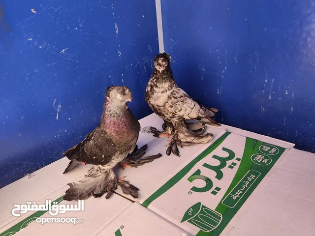 جوز اوزبك لون مميز