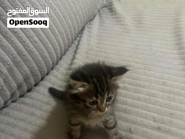 قطة سكوتش ستريت مكس