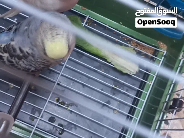 3 كوبيات ربي يبارك