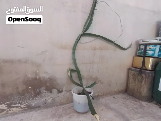 دراجن فروت فاكهة التنين الاستوائية