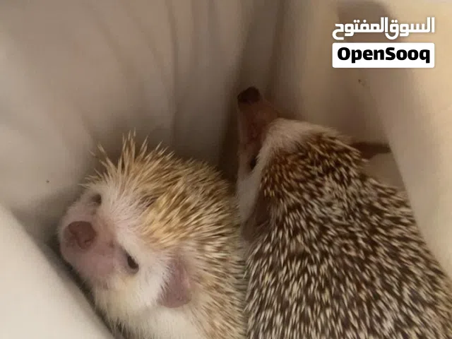 قنافذ هولندي بيور