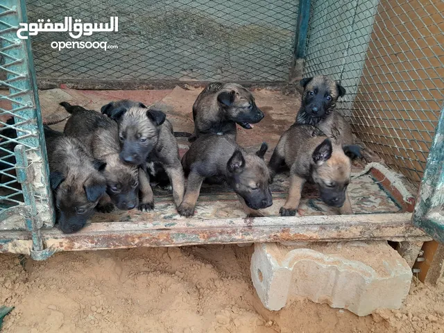 جراوي ملينوا