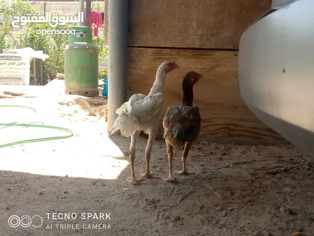دجاج هندي دجاجة وديج الدجاجة اول بيضة الها اليوم  