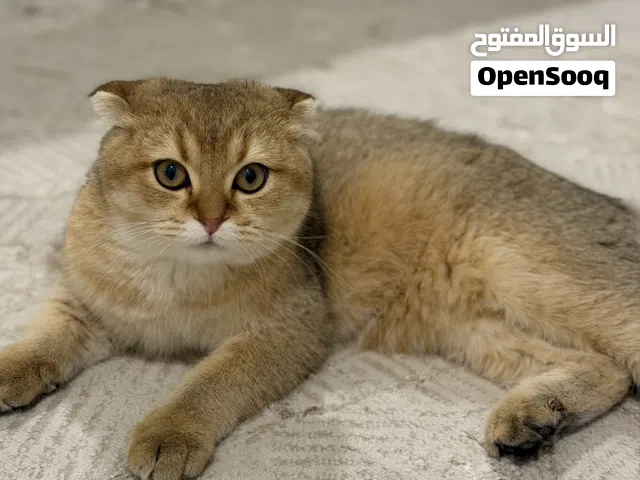 قط ذكر سكوتش فولد مع ستريت