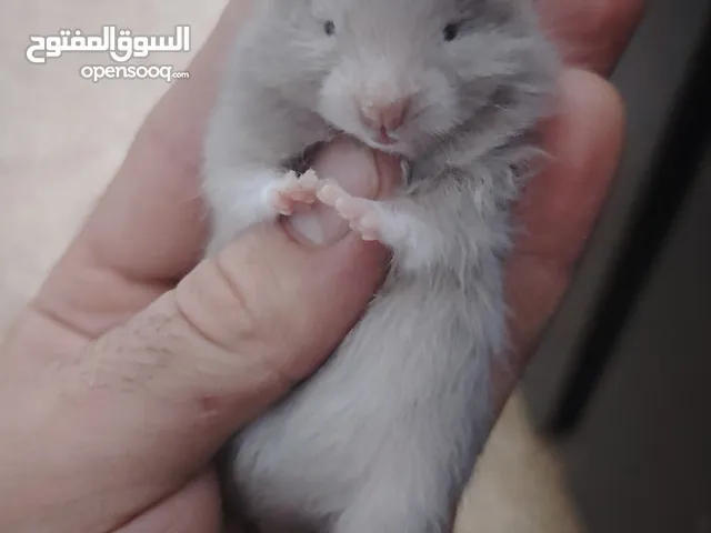 هامستر اليف عروض حرق
