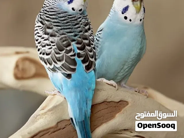 بادجي للبيع انتاج محلي