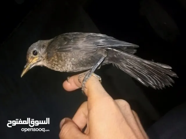 شحروق برسم البيع