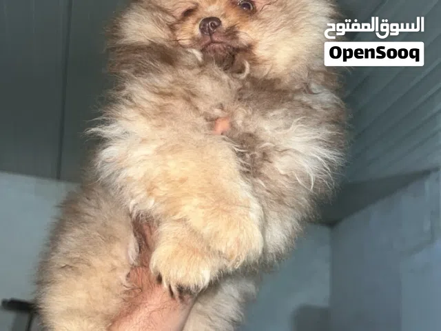 بومرينيان شوكليت 3 اشهر  3 months Pomeranian