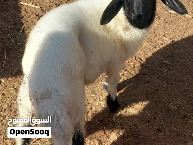 حولي عمره شهرين للبيع