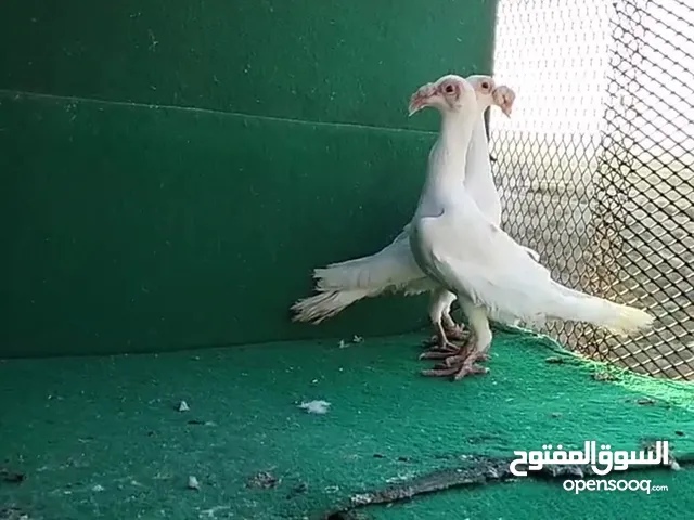زواج حمام وطواير للبيع