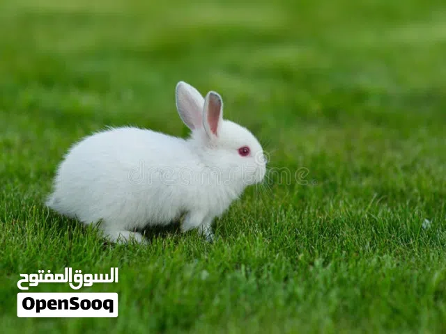 ارانب صغيرة