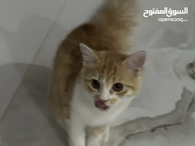 اثنين قطط إناث لتبني / مجاناً