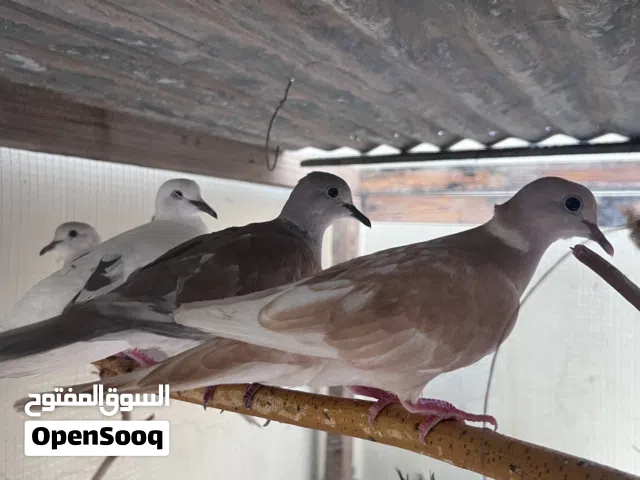 عفاد للبيع زوجين الزوج ب 3ریال