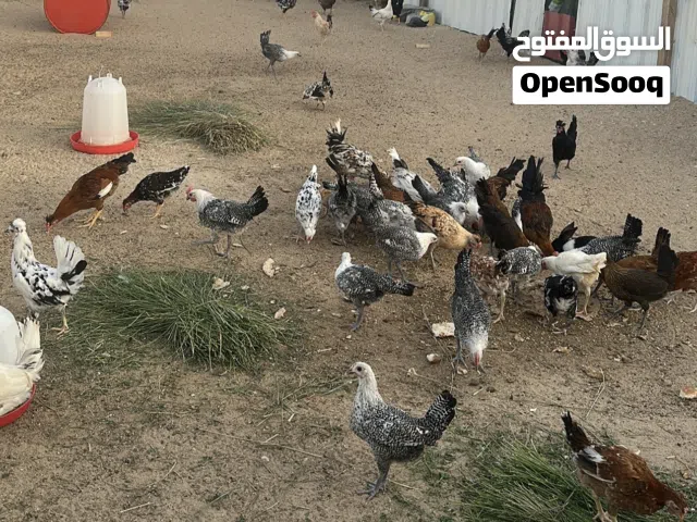 بيعه سريعه