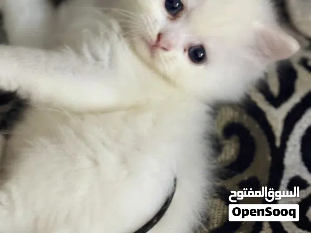 قطط للبيييع