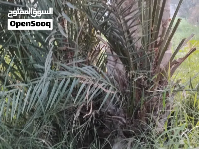 للبيع فسائل نخيل صرم ( مبسلي وحنظل وخصاب)