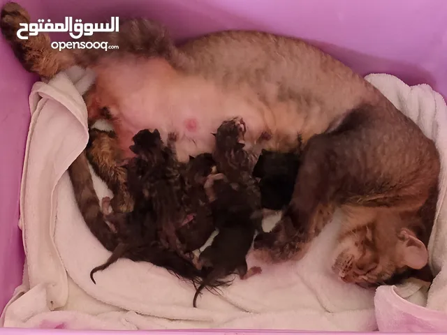 6 new born Bangal