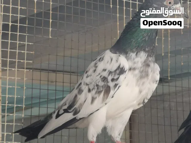 للبيع فقط جميع طيور للبيع فقط