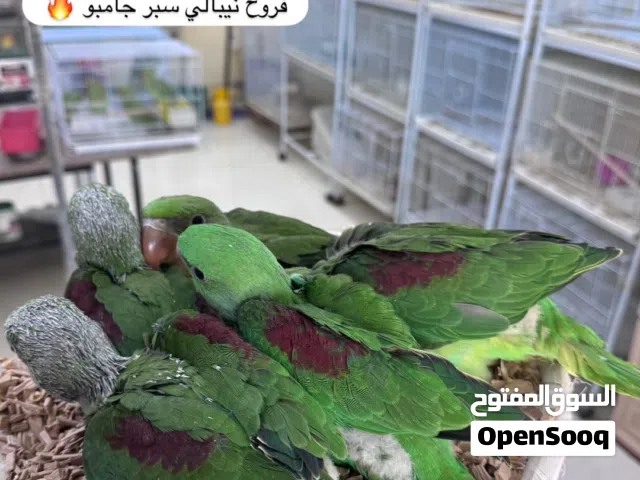 استماره بيع دره الاخضر و ملون و نيبالي