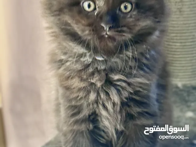 سكوتيش فولد بلون الشوكلاته الدخاني scottish rare color fold long hair chocolate smoke لون نادر