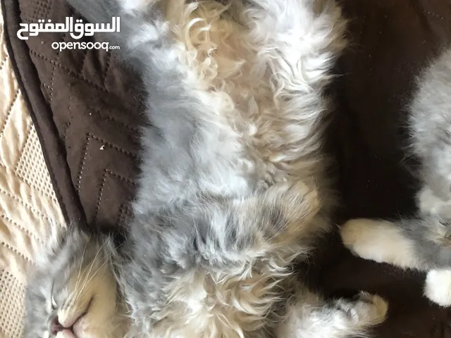 كتنز مكس سكوتش و شانشيلا