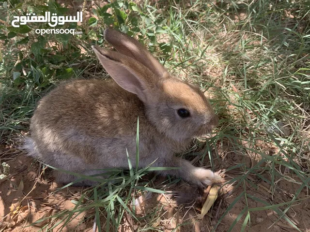أرانب عربية للبيع