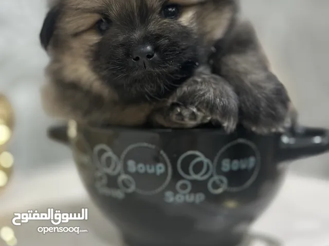 بومرينيان تووب كوالتي للبيع